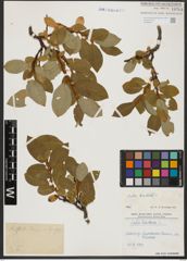 Foto von Salix hastata L.